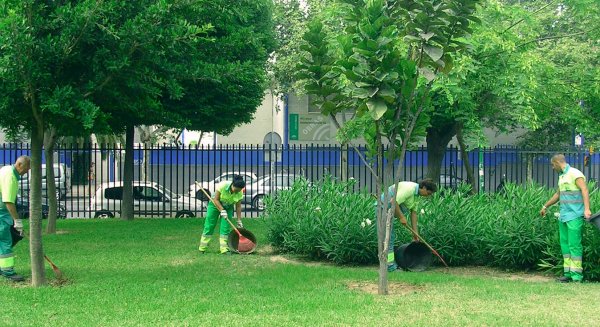 En los últimos cinco años se han plantado en Málaga 6.232 árboles en calles y jardines públicos de los 11 distritos