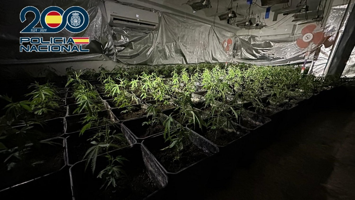 Incautadas 501 plantas de marihuana tras desmantelar tres laboratorios de cannabis en viviendas en Vélez-Málaga  