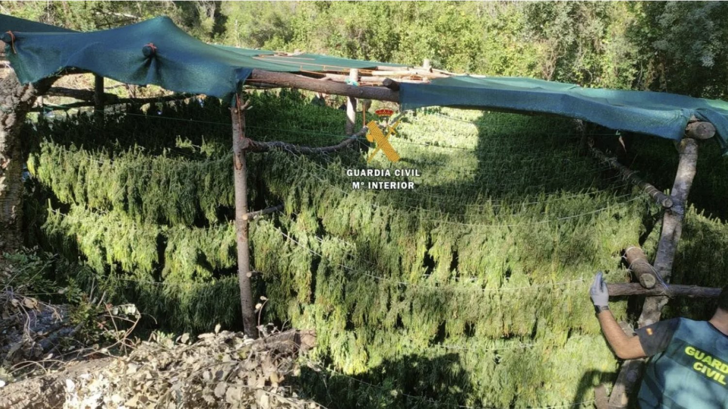 Desmantelada una plantación de marihuana oculta en el Parque Nacional Sierra de las Nieves con un detenido