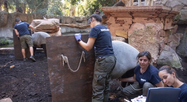 Bioparc Fuengirola celebra la gestación de una hembra de tapir malayo, símbolo de esperanza para la conservación de la especie